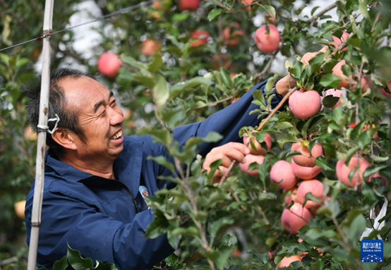 【高質(zhì)量發(fā)展看陜西】“上天”的延安蘋果，蘊(yùn)藏哪些新質(zhì)生產(chǎn)力