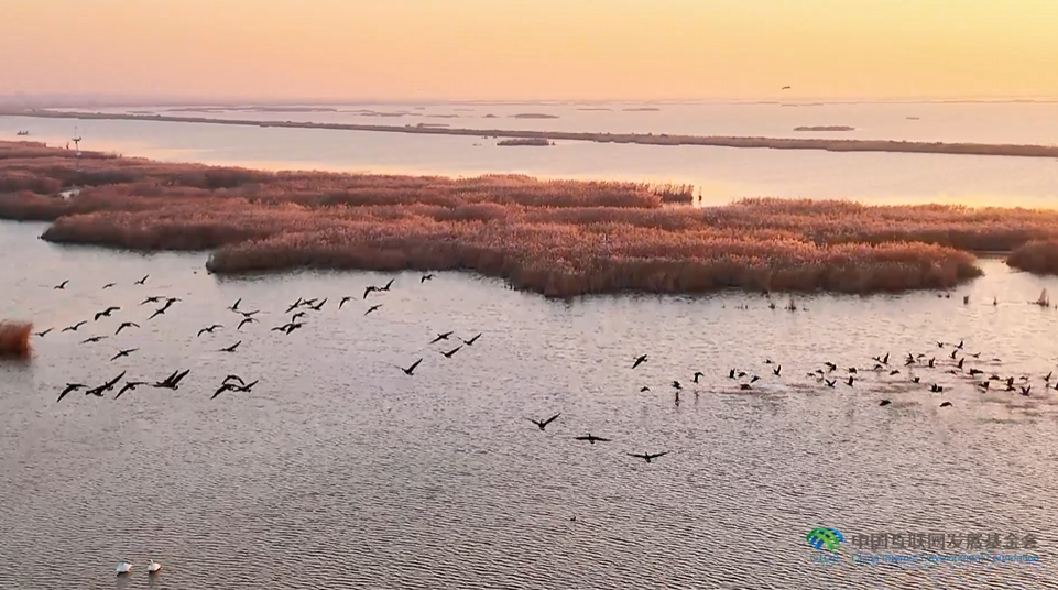 “兩山”理念與美麗中國(guó)丨濕地與候鳥(niǎo)，一場(chǎng)歲歲年年的相守