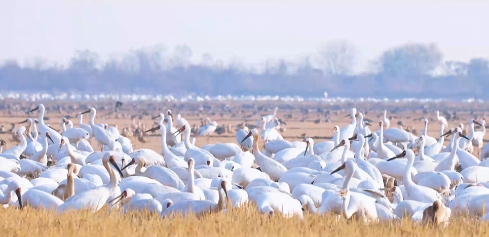 “兩山”理念與美麗中國(guó)丨濕地與候鳥(niǎo)，一場(chǎng)歲歲年年的相守
