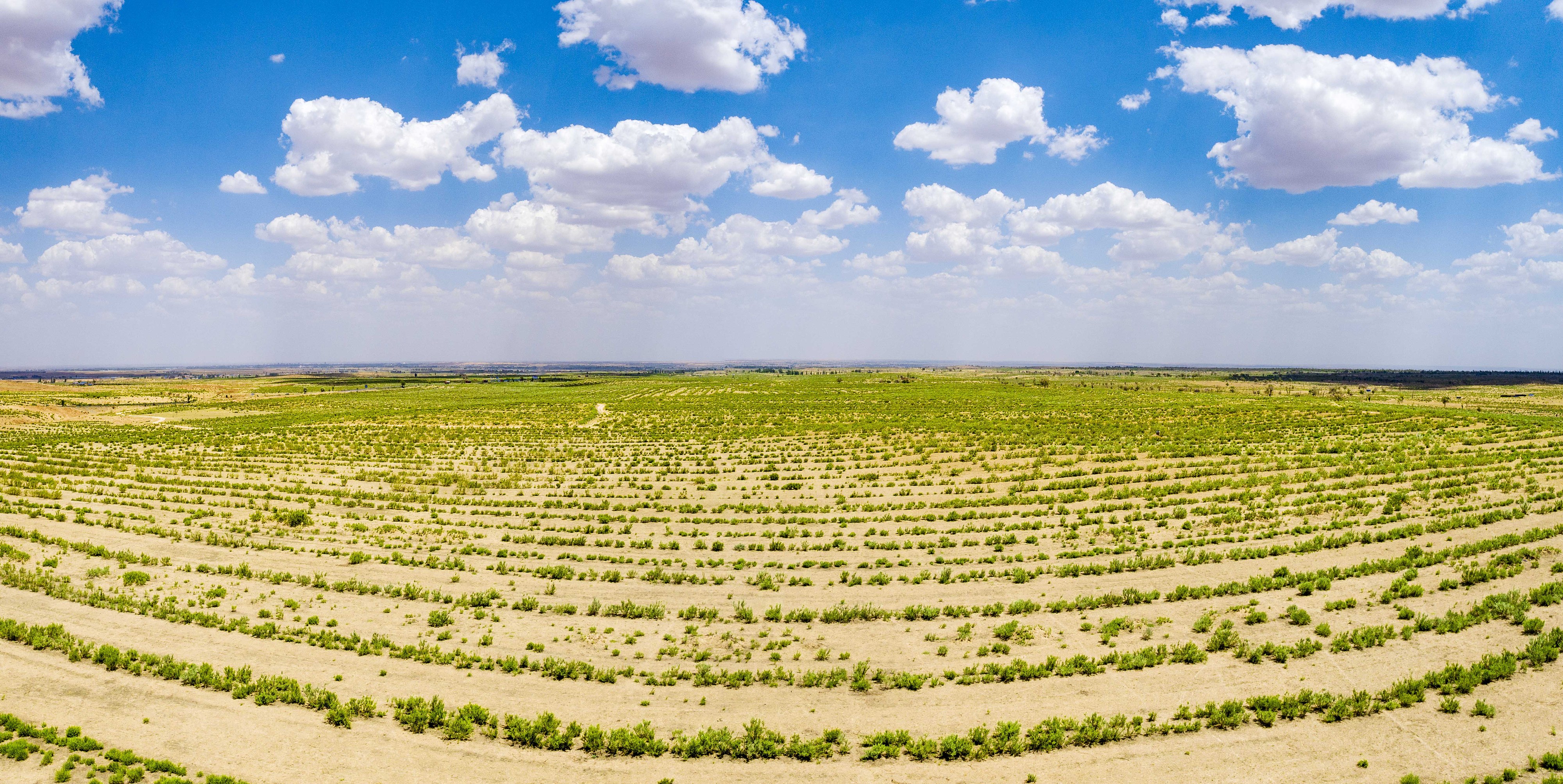 2023年6月7日，內(nèi)蒙古鄂爾多斯，毛烏素沙漠。