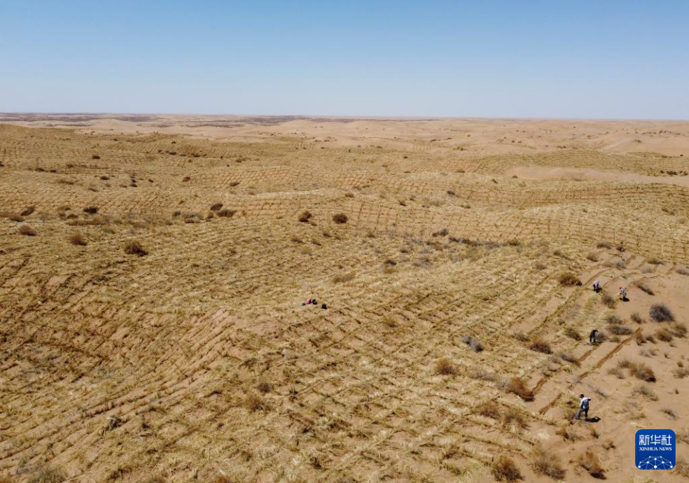 2024年4月10日，群眾在古浪縣八步沙林場麻黃塘沙區(qū)用草方格壓沙。新華社發(fā)（無人機照片）