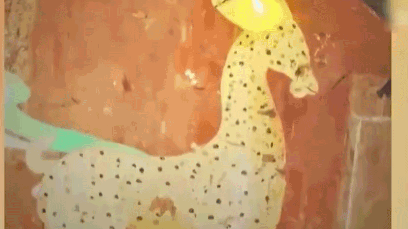 在全新技術(shù)支持下，敦煌莫高窟實現(xiàn)了窟內(nèi)文物窟外看的新體驗。