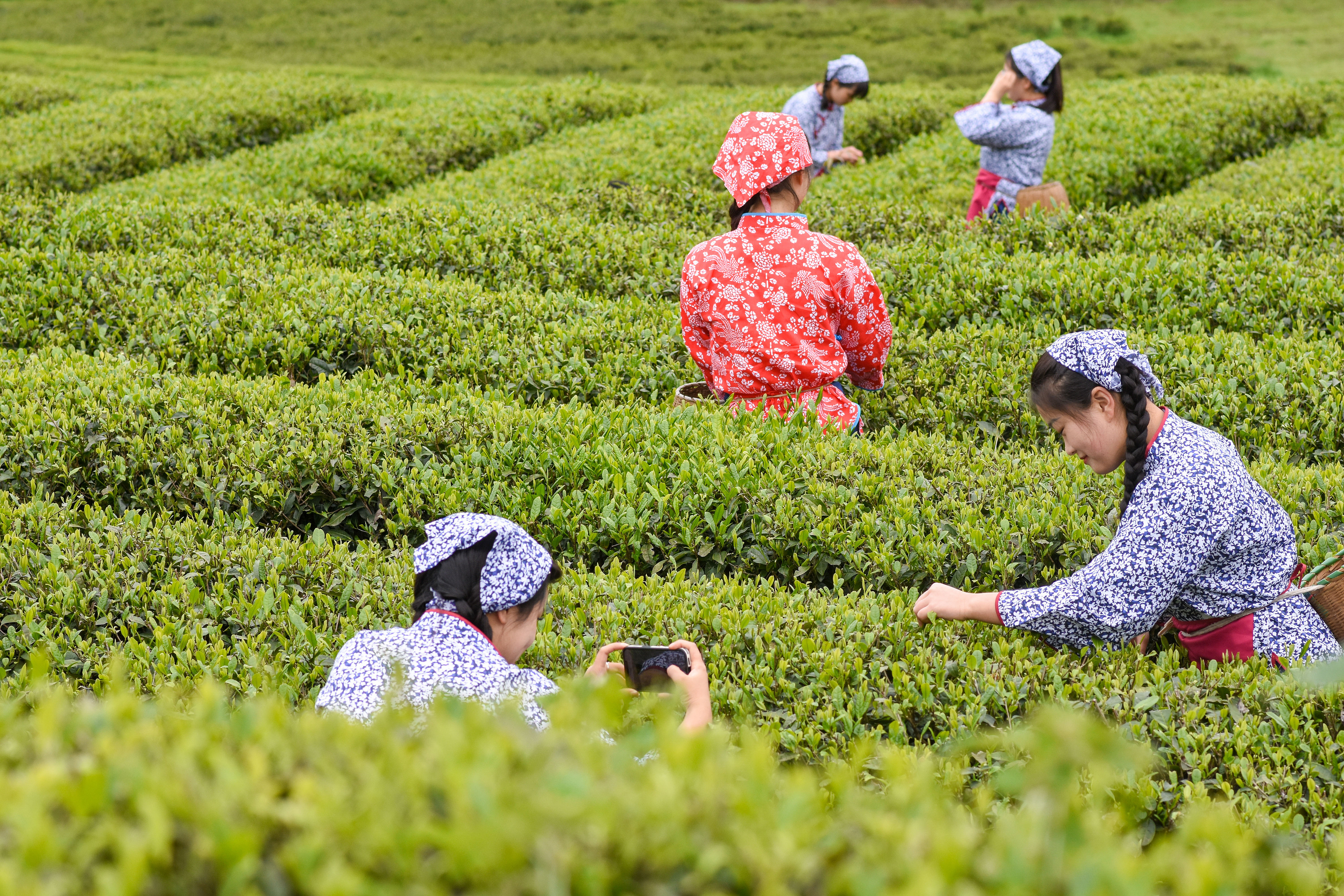 2023年4月6日，游客在貴州省銅仁市江口縣怒溪鎮(zhèn)駱象村生態(tài)茶園體驗采茶樂趣。