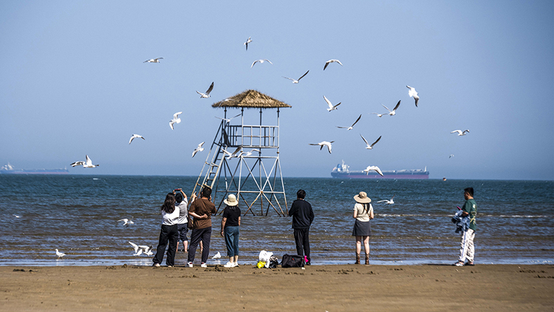 2024年5月12日，河北秦皇島，北戴河鴿子窩公園成群海鷗在天空中自由翱翔，與大海、藍(lán)天構(gòu)成了一幅美麗的畫卷。