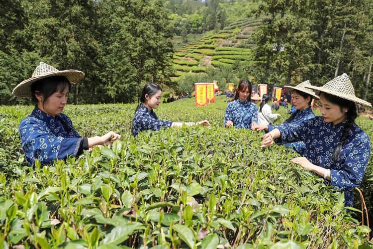2025年4月13日，福建武夷山市星村鎮(zhèn)朝陽村茶農(nóng)在生態(tài)茶園展示采茶。新華社發(fā)（邱汝泉 攝）