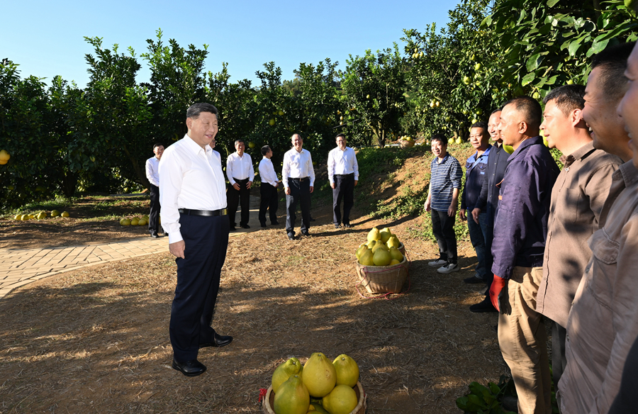 2025年11月7日，習(xí)近平總書記在梅州市梅縣區(qū)雁洋鎮(zhèn)南福金柚種植基地考察時，同果農(nóng)和農(nóng)技人員親切交流。