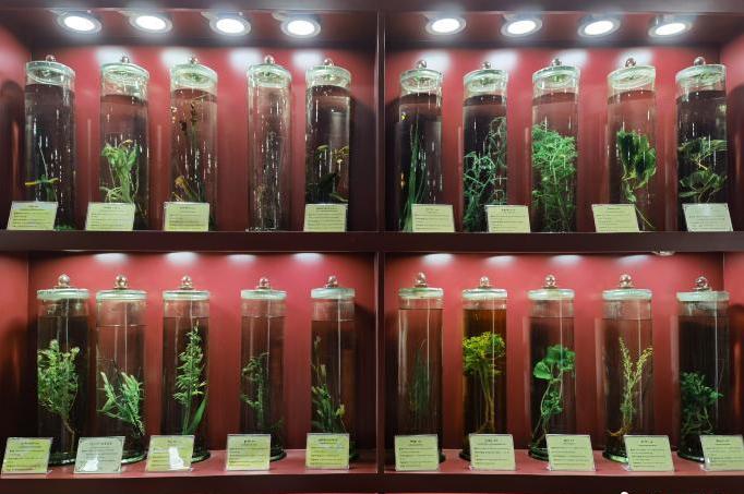 圖為藏藥藥材標本。???張海?? ??.jpg