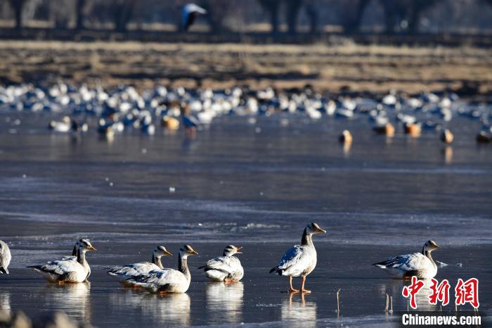圖為拉薩市林周縣境內(nèi)越冬的候鳥。　貢嘎來(lái)松 攝