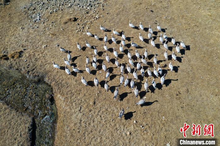 圖為拉薩市林周縣境內(nèi)越冬的候鳥?！∝暩聛硭?攝