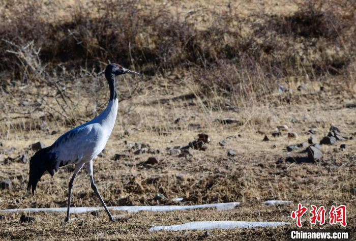 圖為一只黑頸鶴在拉薩市林周縣境內(nèi)田間覓食?！∝暩聛硭?攝