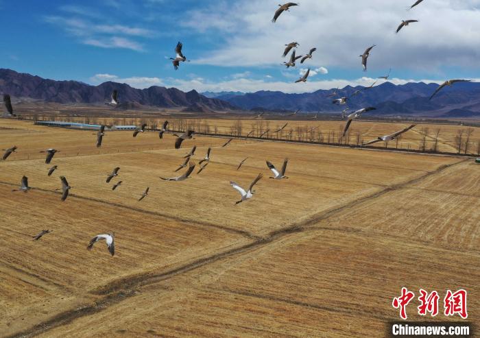 圖為黑頸鶴在拉薩市林周縣境內(nèi)飛翔?！∝暩聛硭?攝