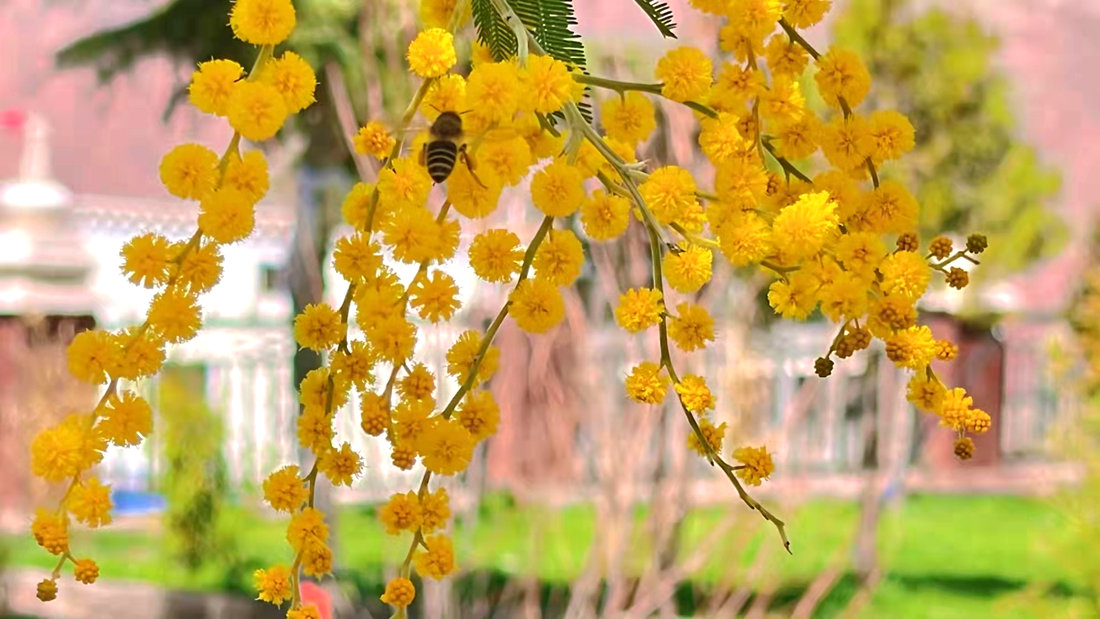 蜜蜂吮吸著金合歡花蕊里的蜂蜜。