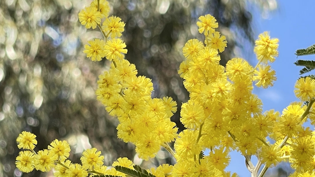 金光燦燦的金合花。