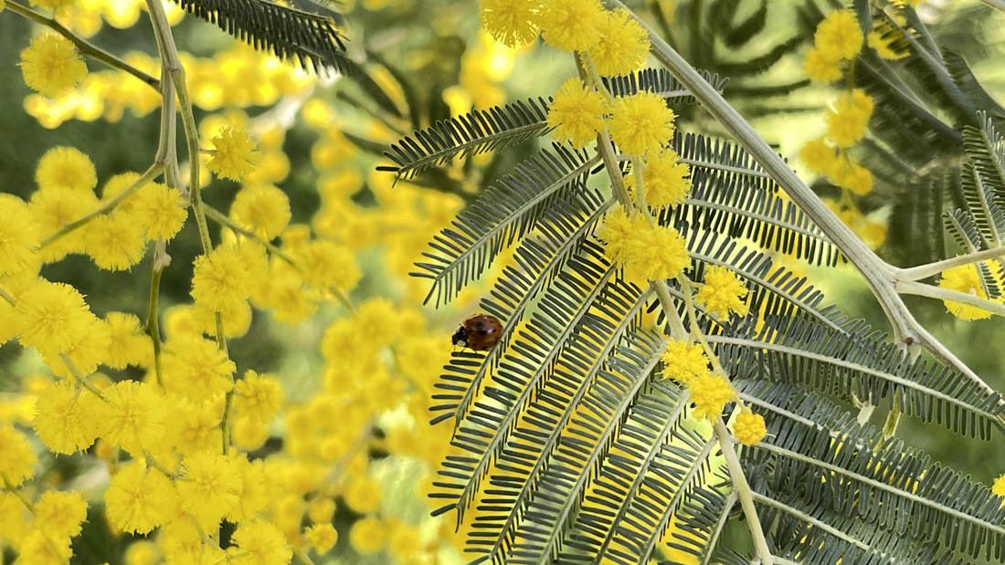 七星瓢蟲在金合歡葉子上嬉戲。