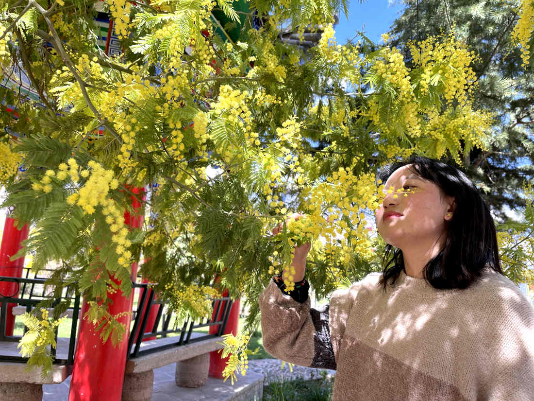 游客仔細(xì)觀賞黃絨絨的金合歡花。