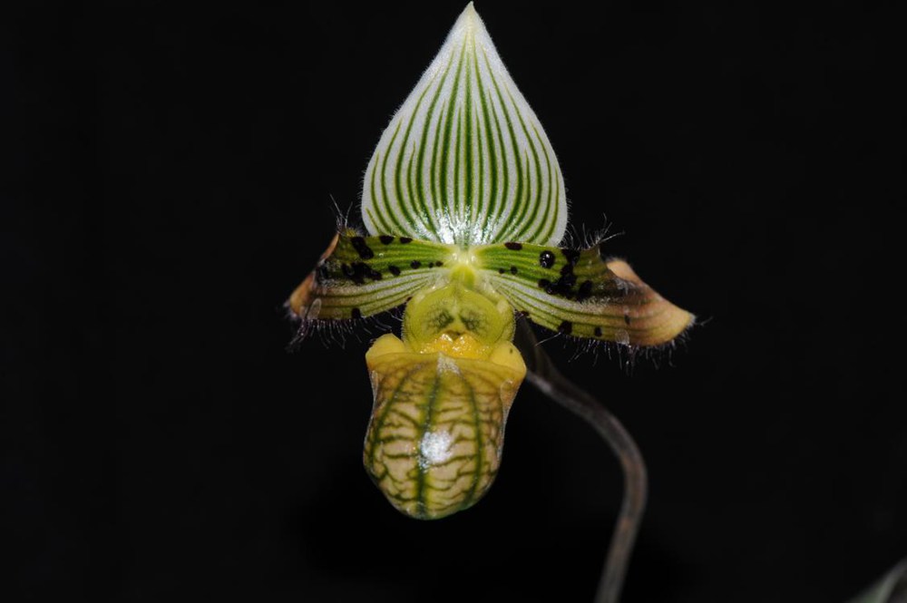 秀麗兜蘭。金效華攝