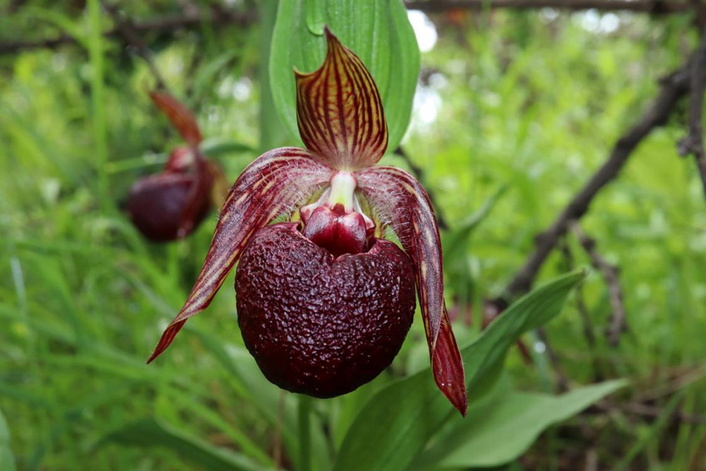 波密灼蘭。王翰臣攝