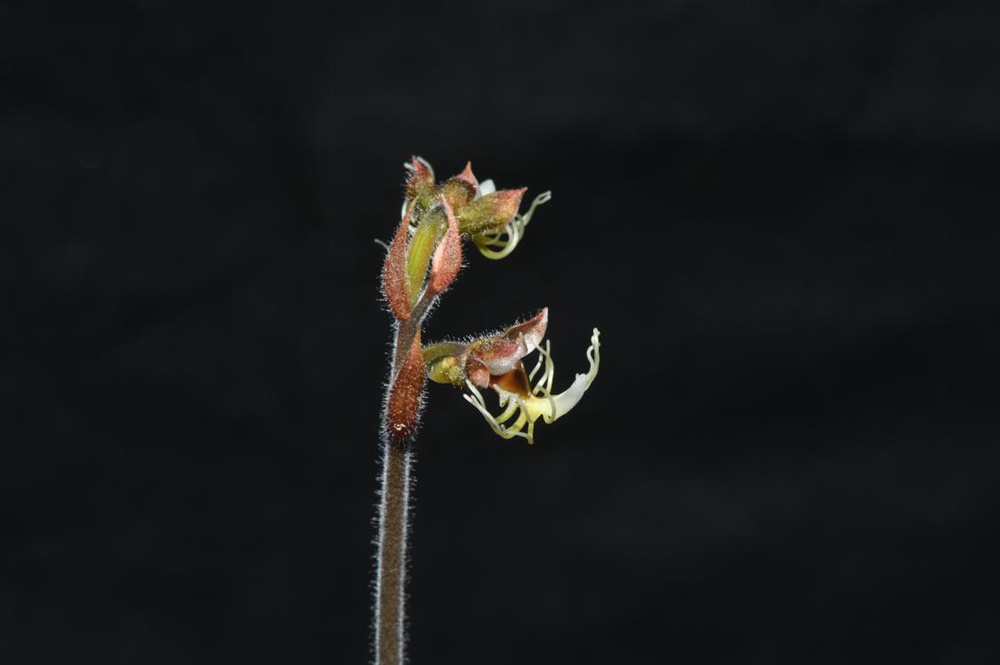 墨脫金線蘭。金效華攝