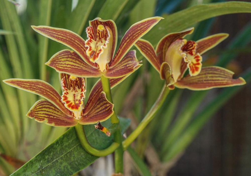 黃嬋蘭。李劍武攝