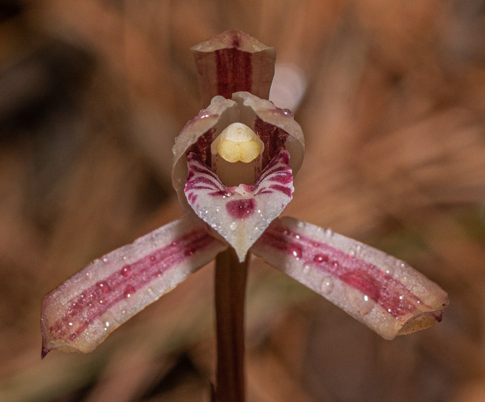 大根蘭。葉超攝