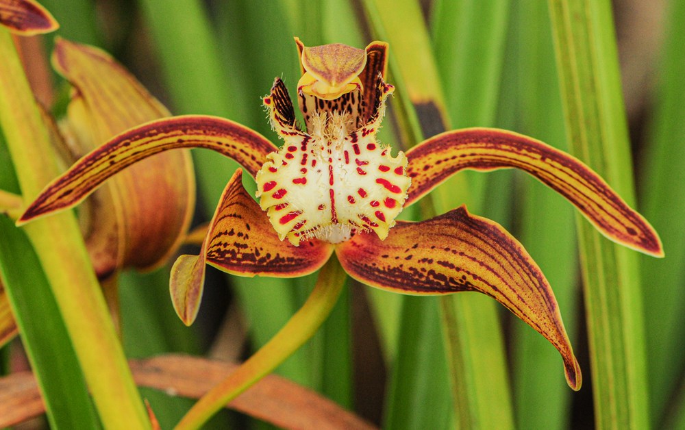 西藏虎頭蘭。李劍武攝