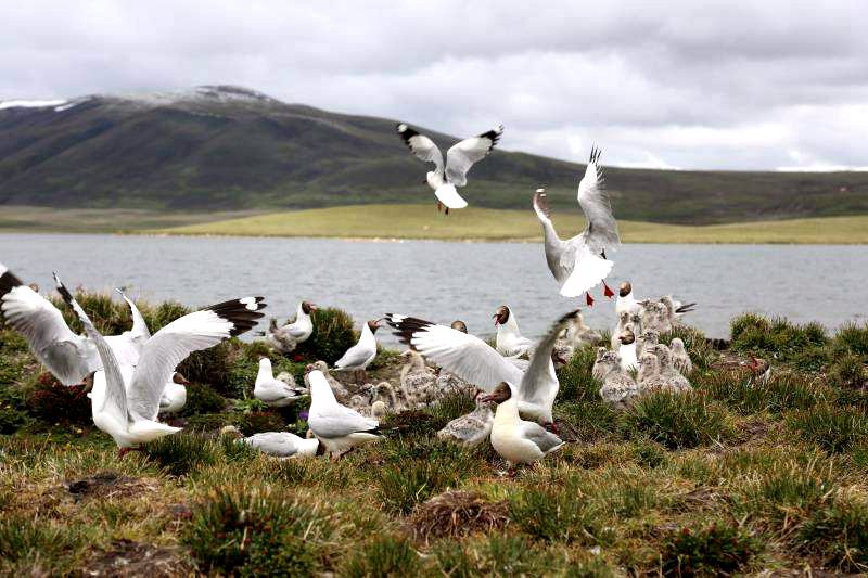 棲息的候鳥。