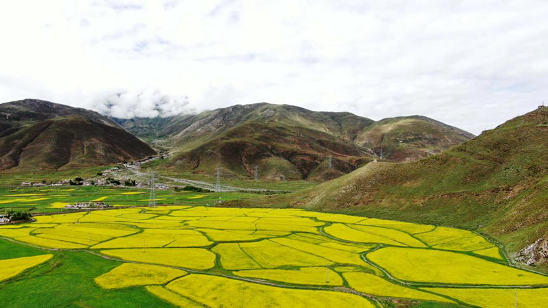 金燦燦的油菜花。洛克攝