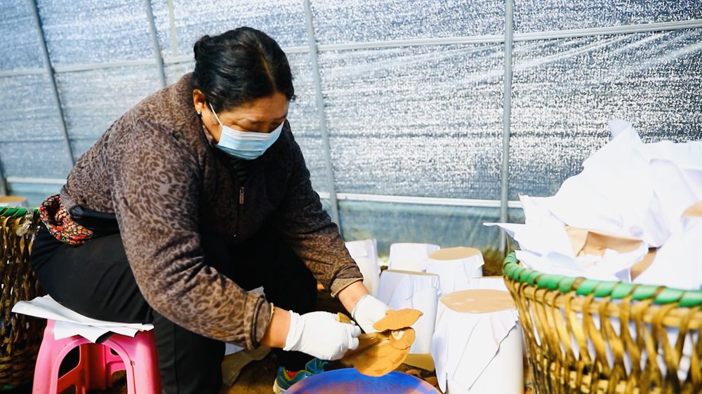 采收靈芝孢子粉。