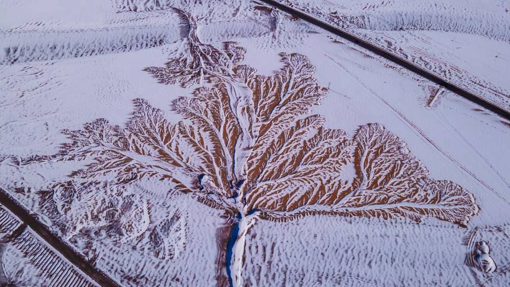 雪中“大樹(shù)”。邊巴多吉攝