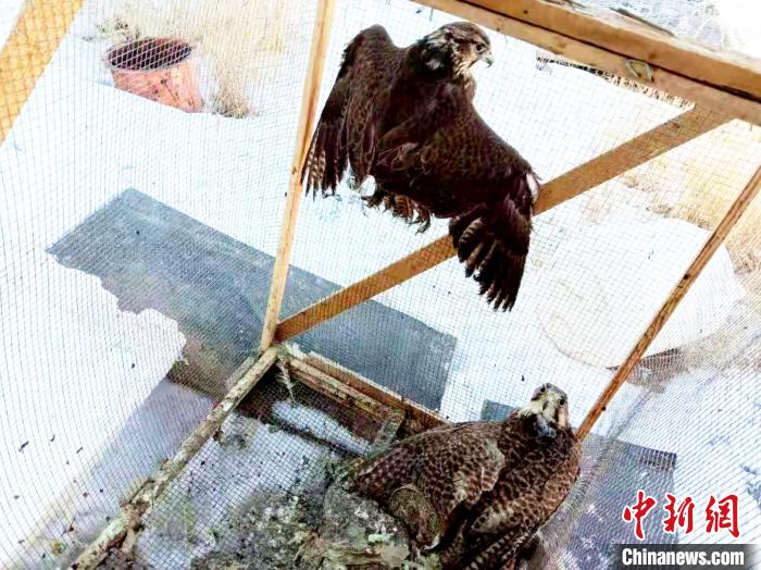 青海一男子私自飼養(yǎng)瀕危物種獵隼被查