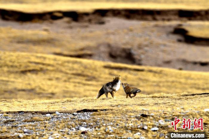 來自媽媽的愛！高原藏狐母子嬉戲畫面暖人心