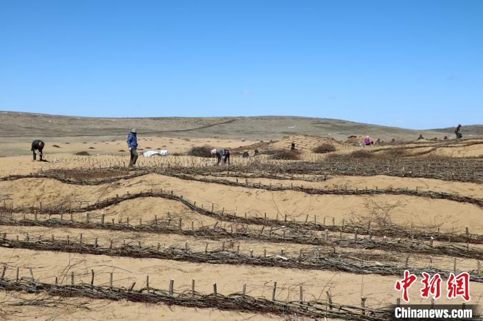 工作人員編織高山柳沙障。若爾蓋縣林業(yè)和草原局供圖