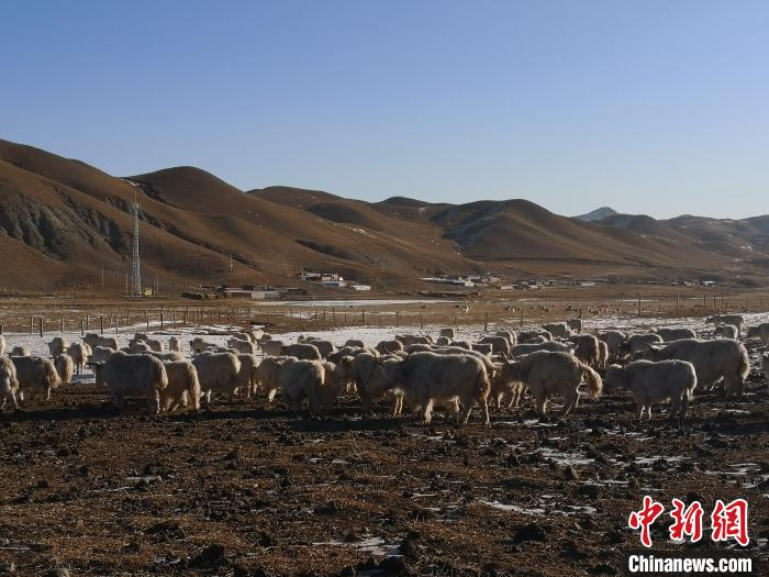 圖為甘肅天祝白牦牛。(資料圖) 南如卓瑪 攝