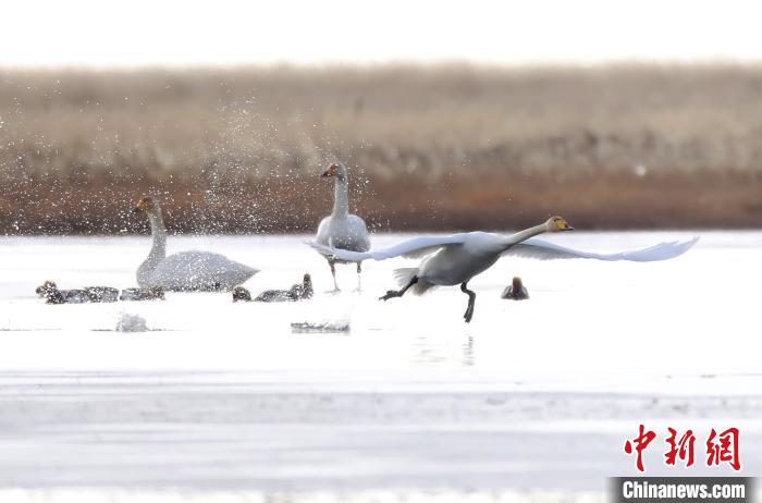 四川省阿壩州若爾蓋縣麥溪鄉(xiāng)的大天鵝。　安源 攝