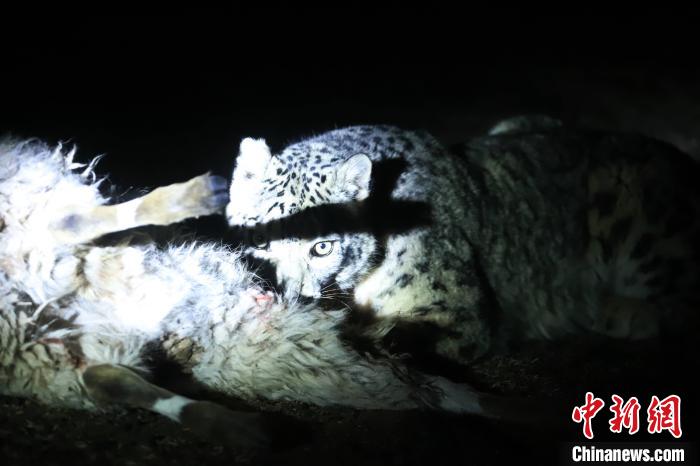 長(zhǎng)江源、瀾滄江源啟動(dòng)旗艦物種雪豹及棲息地保護(hù)項(xiàng)目