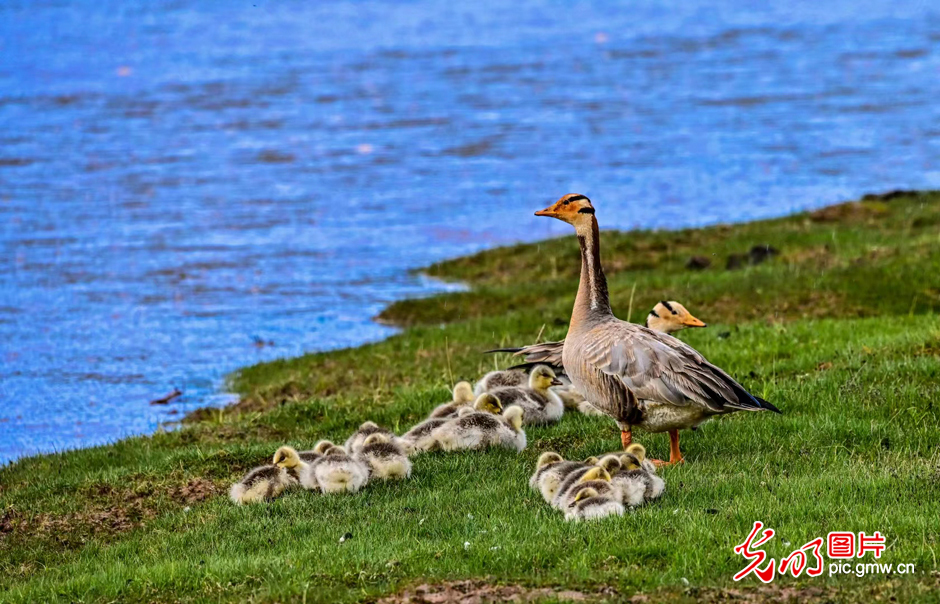 三江源國家公園正式設(shè)立，這是青海生態(tài)文明建設(shè)的新答卷