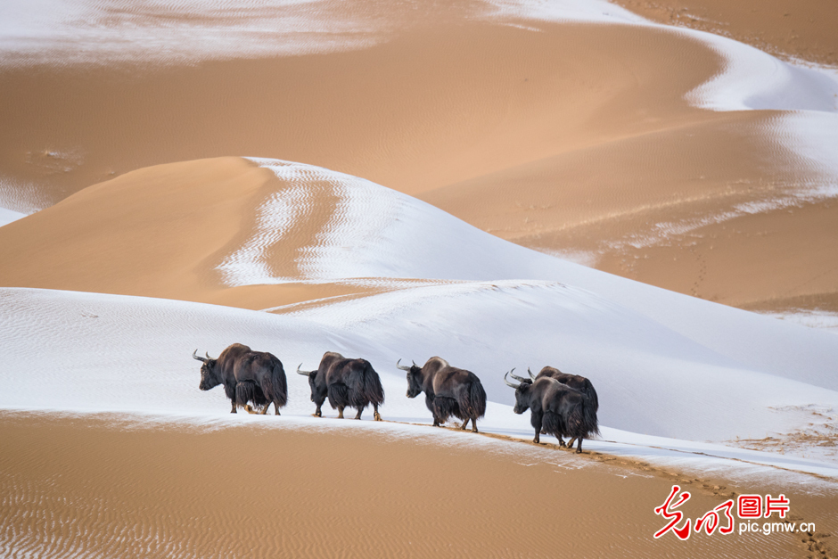 三江源國家公園正式設(shè)立，這是青海生態(tài)文明建設(shè)的新答卷