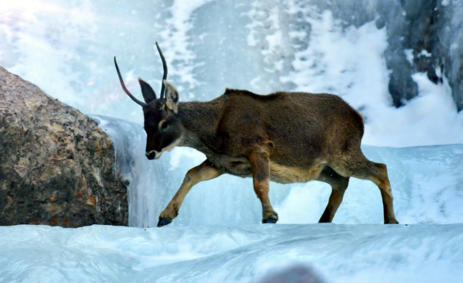 活躍在青海省海西州柏樹(shù)山的白唇鹿。巴圖那生攝