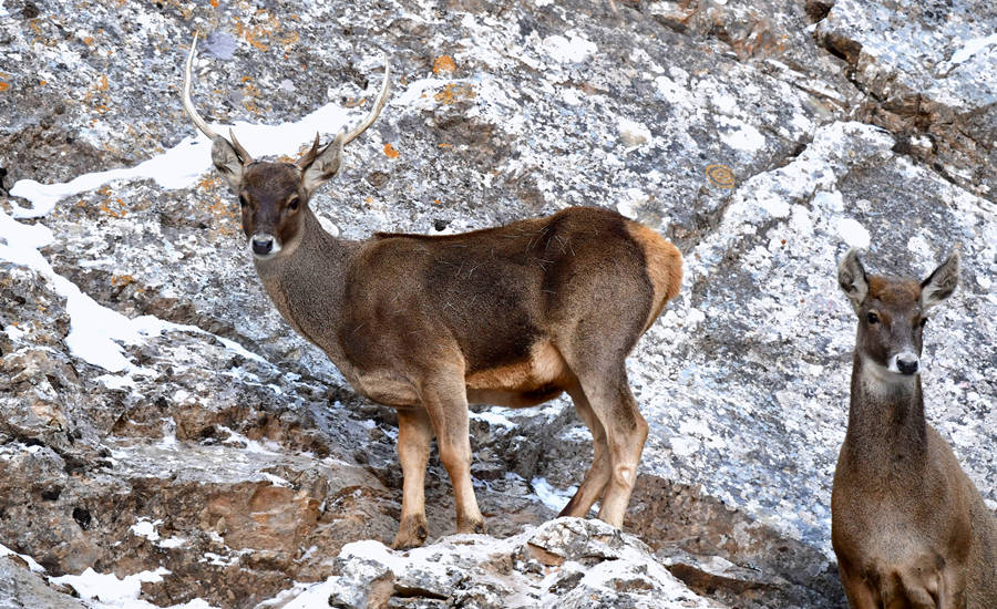 活躍在青海省海西州柏樹(shù)山的白唇鹿。巴圖那生攝