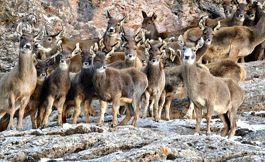 活躍在青海省海西州柏樹(shù)山的白唇鹿。巴圖那生攝