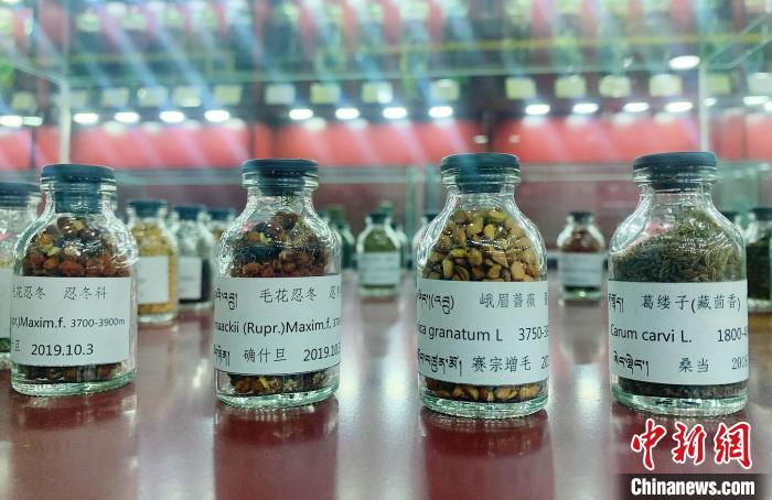 圖為海拔3500米以上珍貴草藥種子?！●R銘言 攝