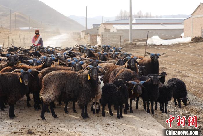 圖為牧民家的黑藏羊?！●R銘言 攝