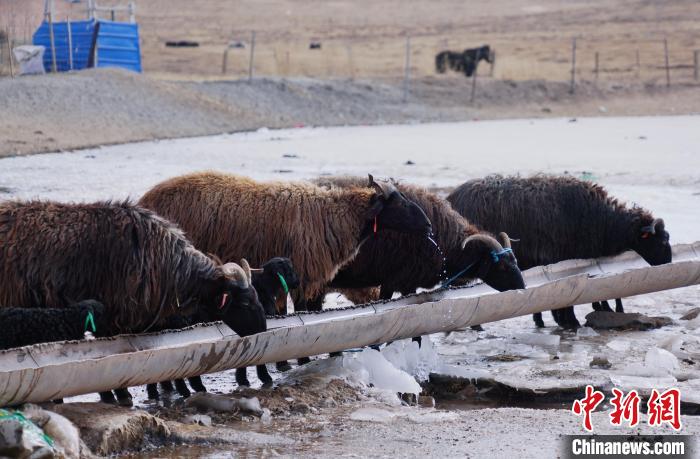 圖為黑藏羊正在喝水?！●R銘言 攝