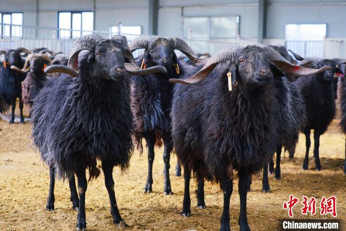 圖為黑藏羊?！●R銘言 攝