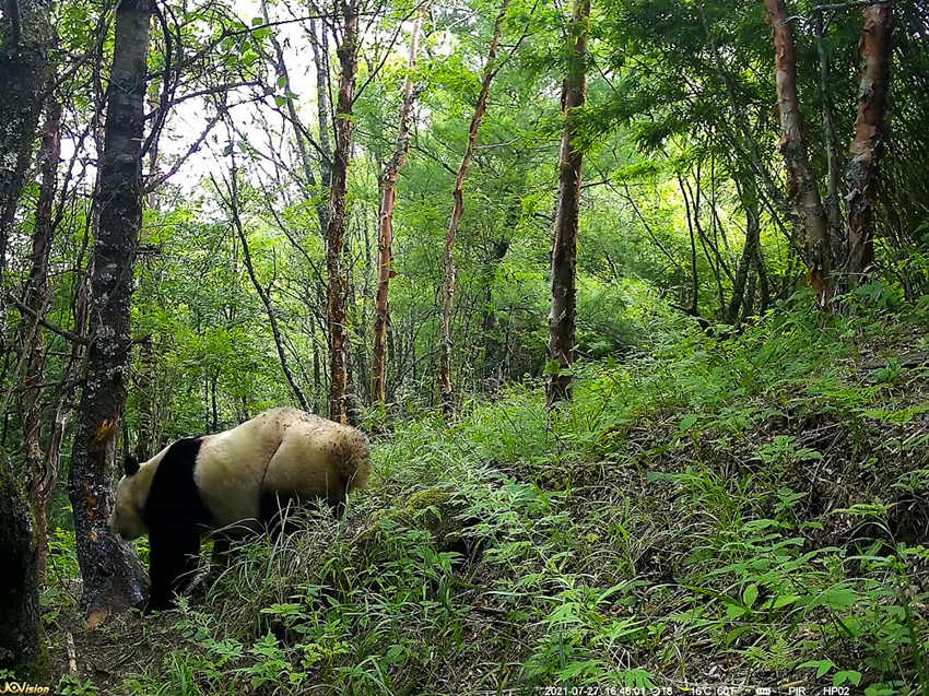 紅外相機(jī)拍攝到的野生大熊貓。平武縣融媒體中心供圖