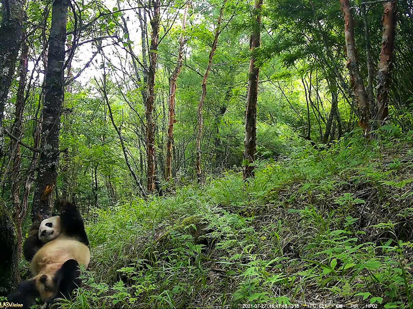 紅外相機(jī)拍攝到的野生大熊貓。平武縣融媒體中心供圖