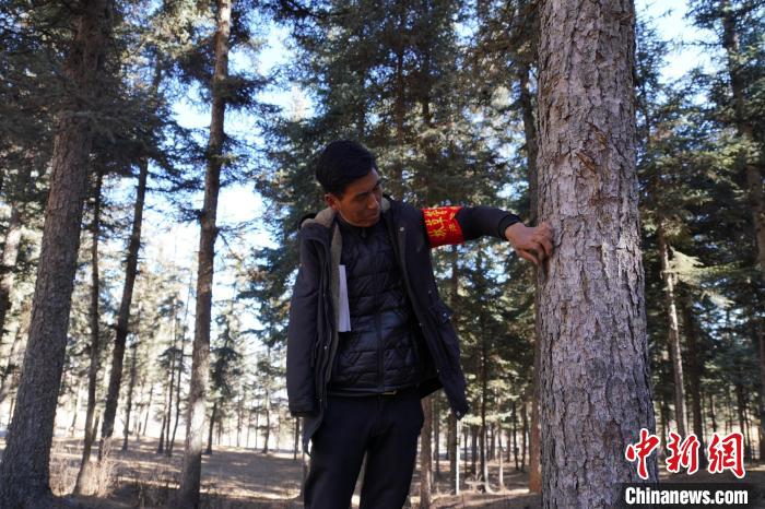 圖為桑杰加檢查林場(chǎng)樹木是否有病蟲害?！●R銘言 攝