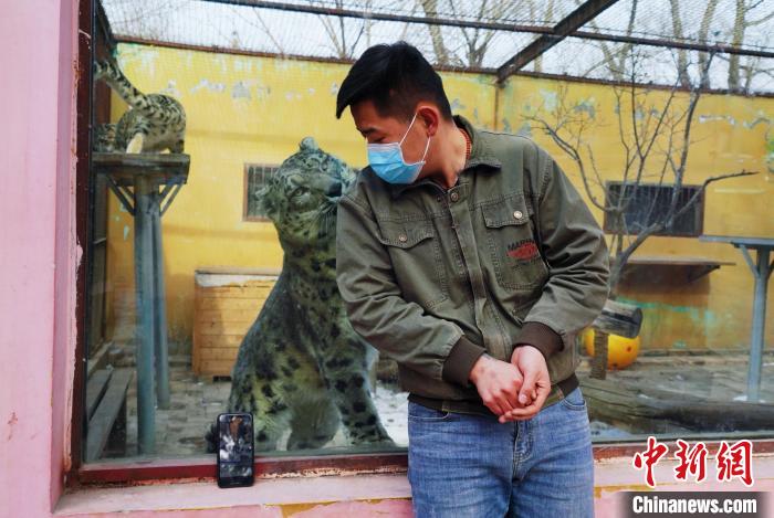 圖為雪豹“奶爸”史壽軍直播休息時(shí)與雪豹互動(dòng)?！●R銘言 攝