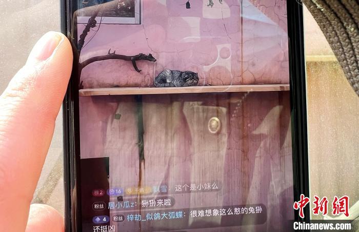 圖為雪豹“奶爸”史壽軍正在直播?！●R銘言 攝