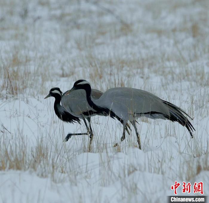 在若爾蓋濕地的蓑羽鶴?！∩袞|機(jī) 攝